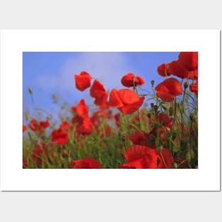 Red Flowers in the Field during the Day Posters and Art